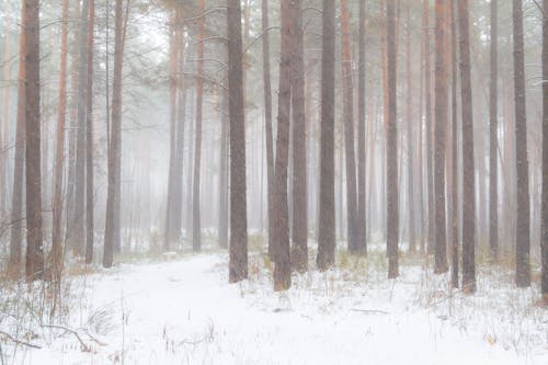 Foto d'estoc gratuïta de arbres, boira, bosc