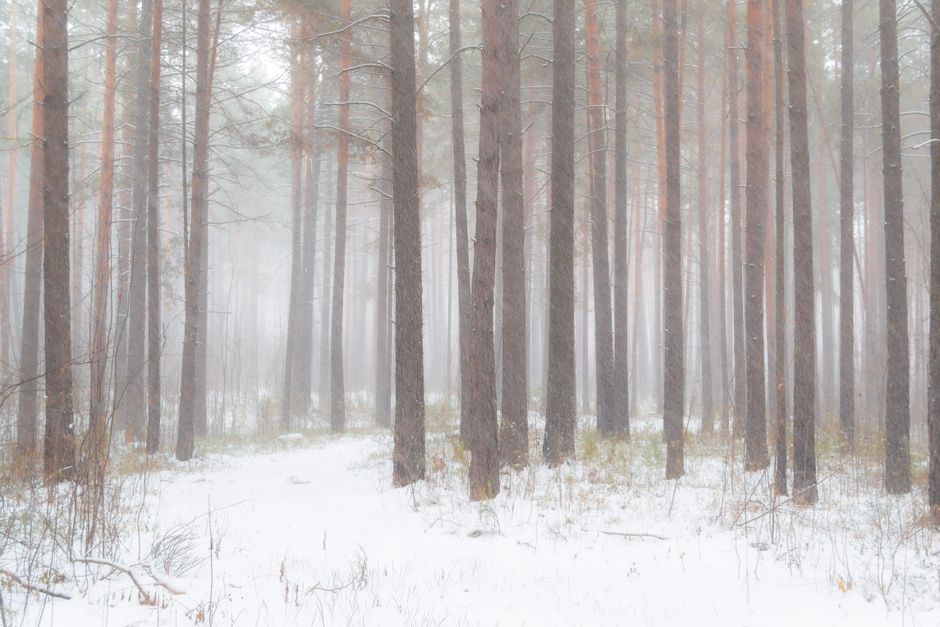 Serene winter forest landscape with fog and snow-covered trees, evoking tranquility.