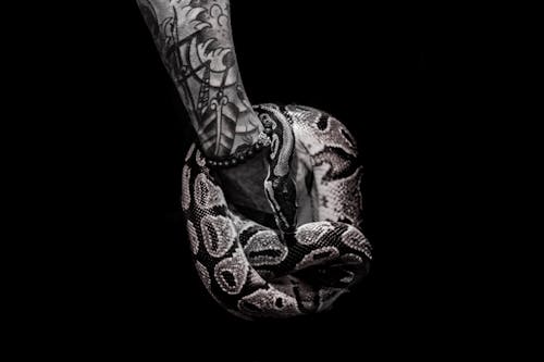Pessoa Com Tatuagem Segura Python