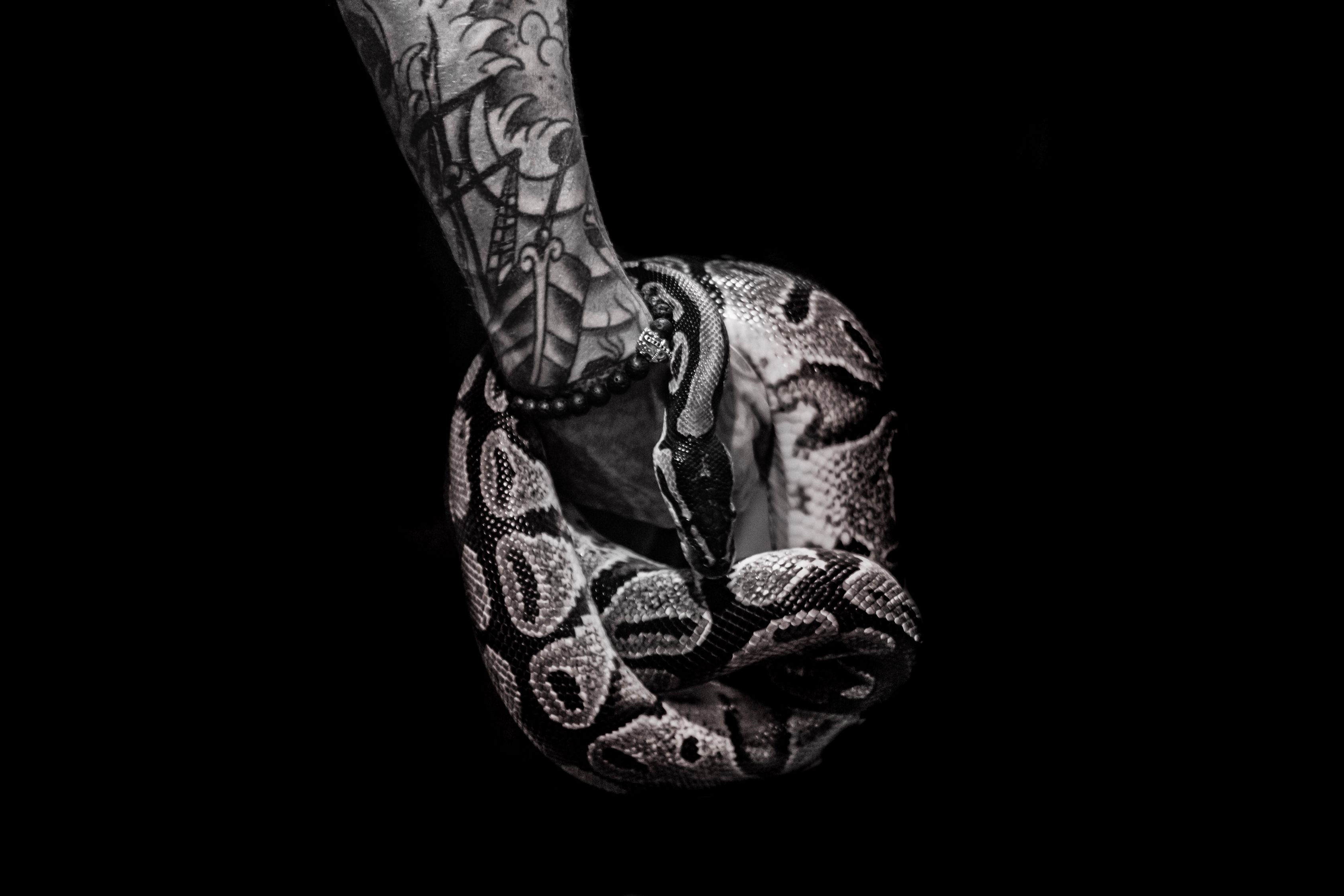 Person With Tattoo Holds Python · Free Stock Photo