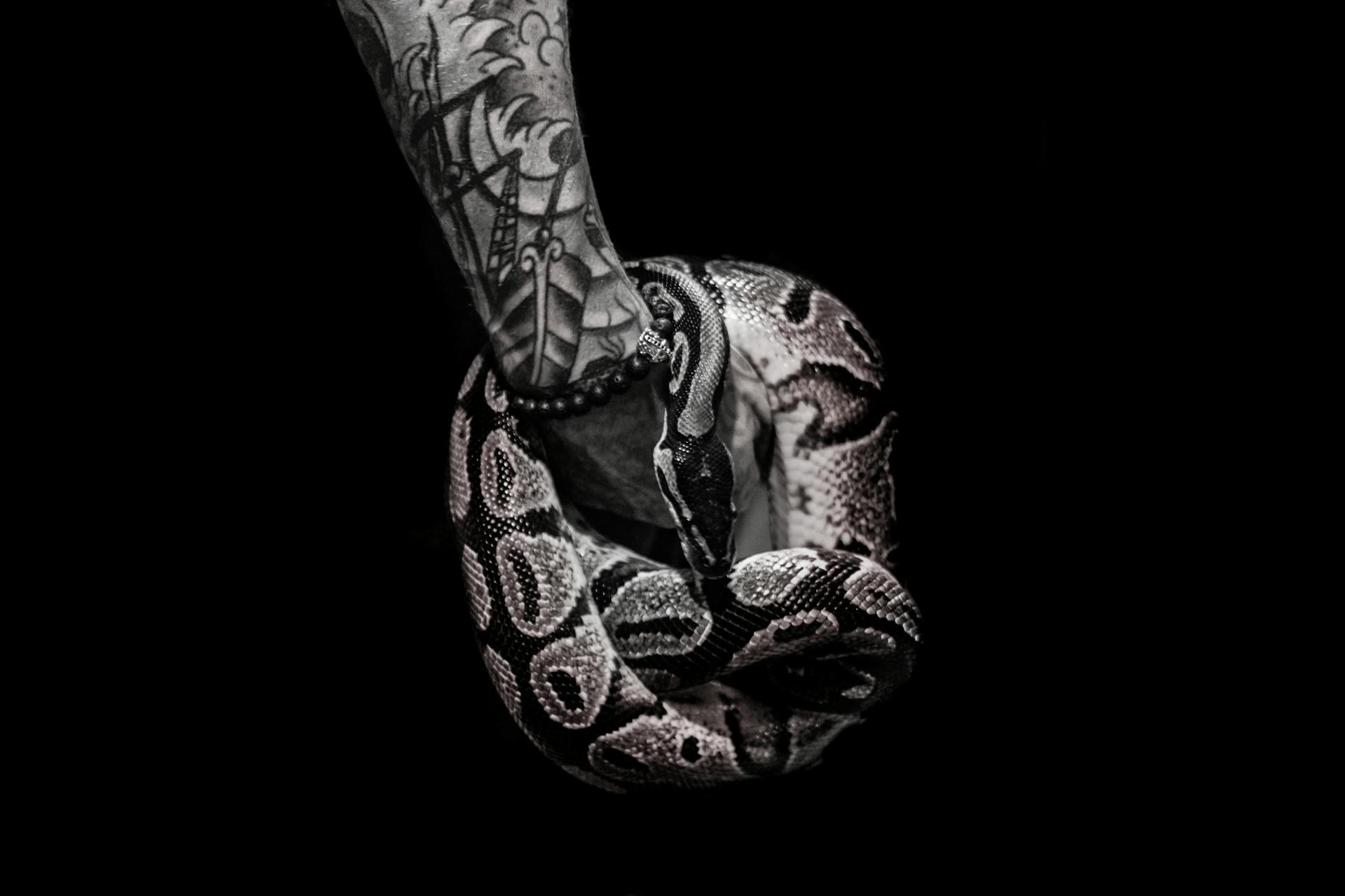 Person With Tattoo Holds Python