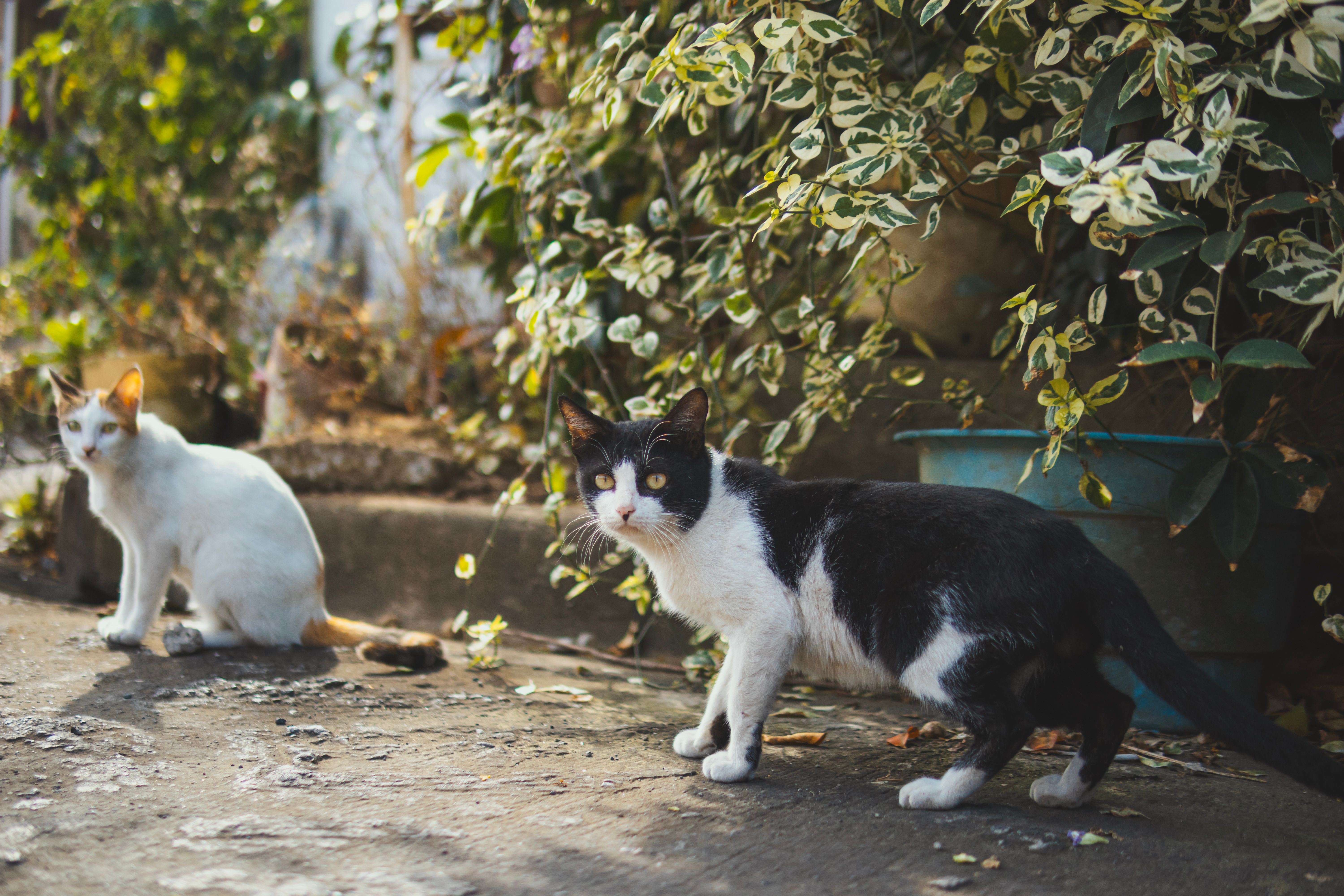 Sustainable pet care: ways to reduce your pet's carbon pawprint - World Wildlife Fund — Photo by Nothing Ahead on Pexels