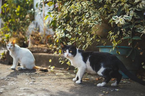 Free Two street cats exploring an outdoor garden area, in a natural setting with plants and sunlight. Stock Photo