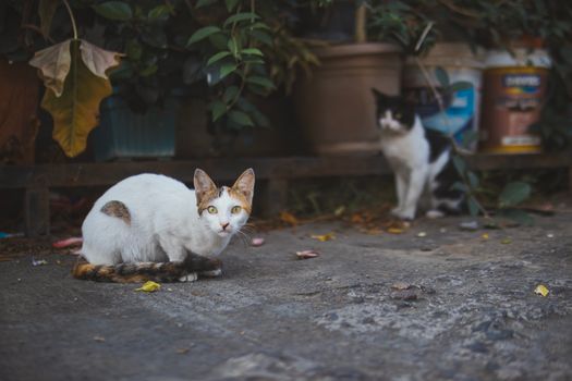 Two cats sit on urban pavement surrounded by plants. Selective focus highlights the foreground cat.