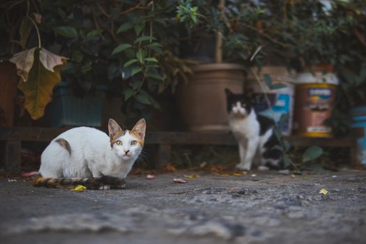 Two cats in an outdoor urban setting with plants and concrete, displaying natural behavior.