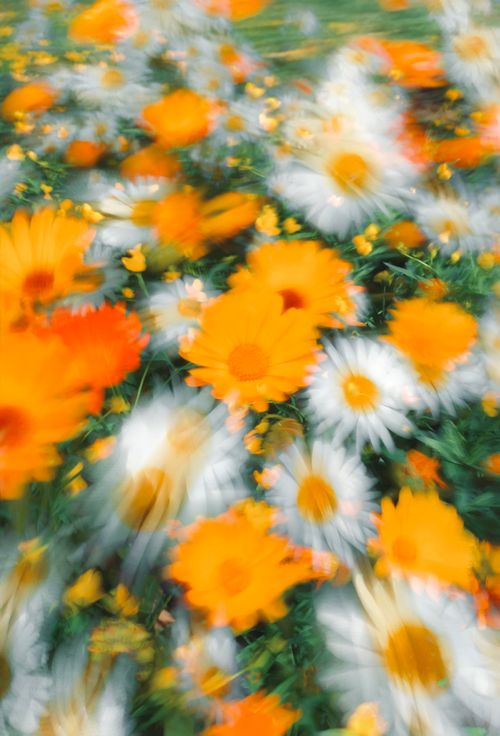 Free Colorful blurred wildflowers including daisies and marigolds in a vibrant meadow setting. Stock Photo