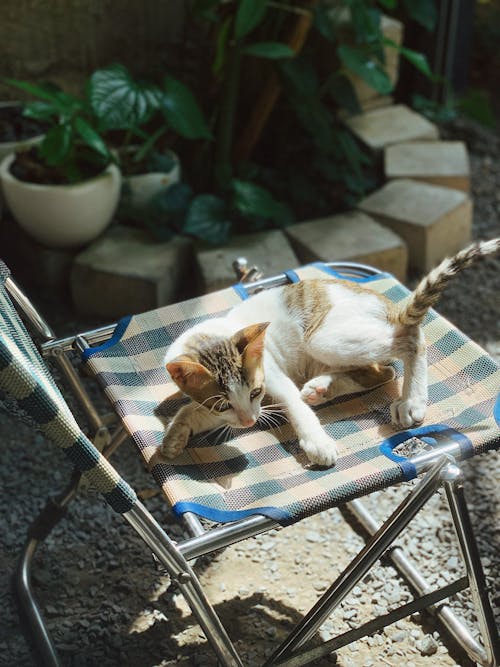 ネコ, ハイアングル, ペットの無料の写真素材