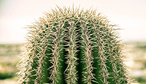 Free stock photo of cactus, desert, mountain