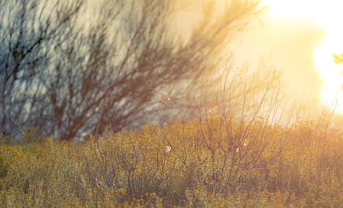 Kostnadsfri bild av fält, soluppgång, spindelnät