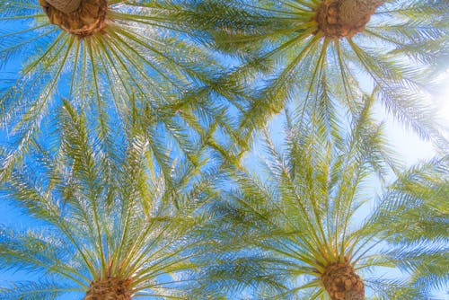 Kostnadsfri bild av arizona, fronds, himmel
