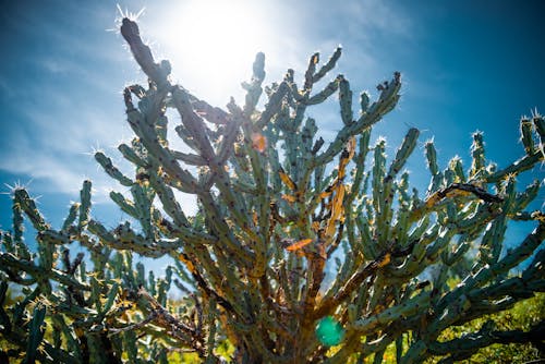 Kostnadsfri bild av arizona, berg, kaktus