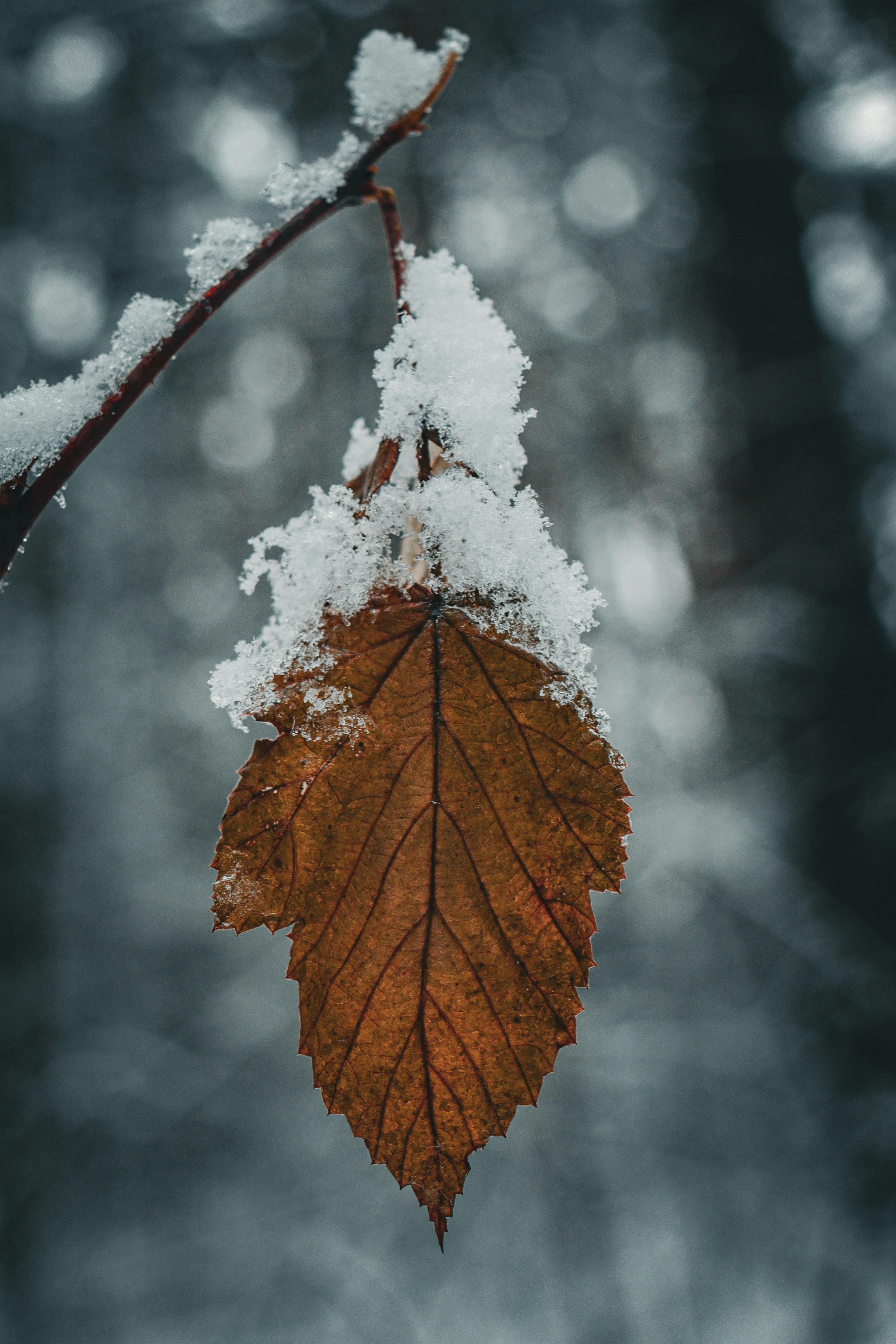 autumn leaf on a snow covered twig