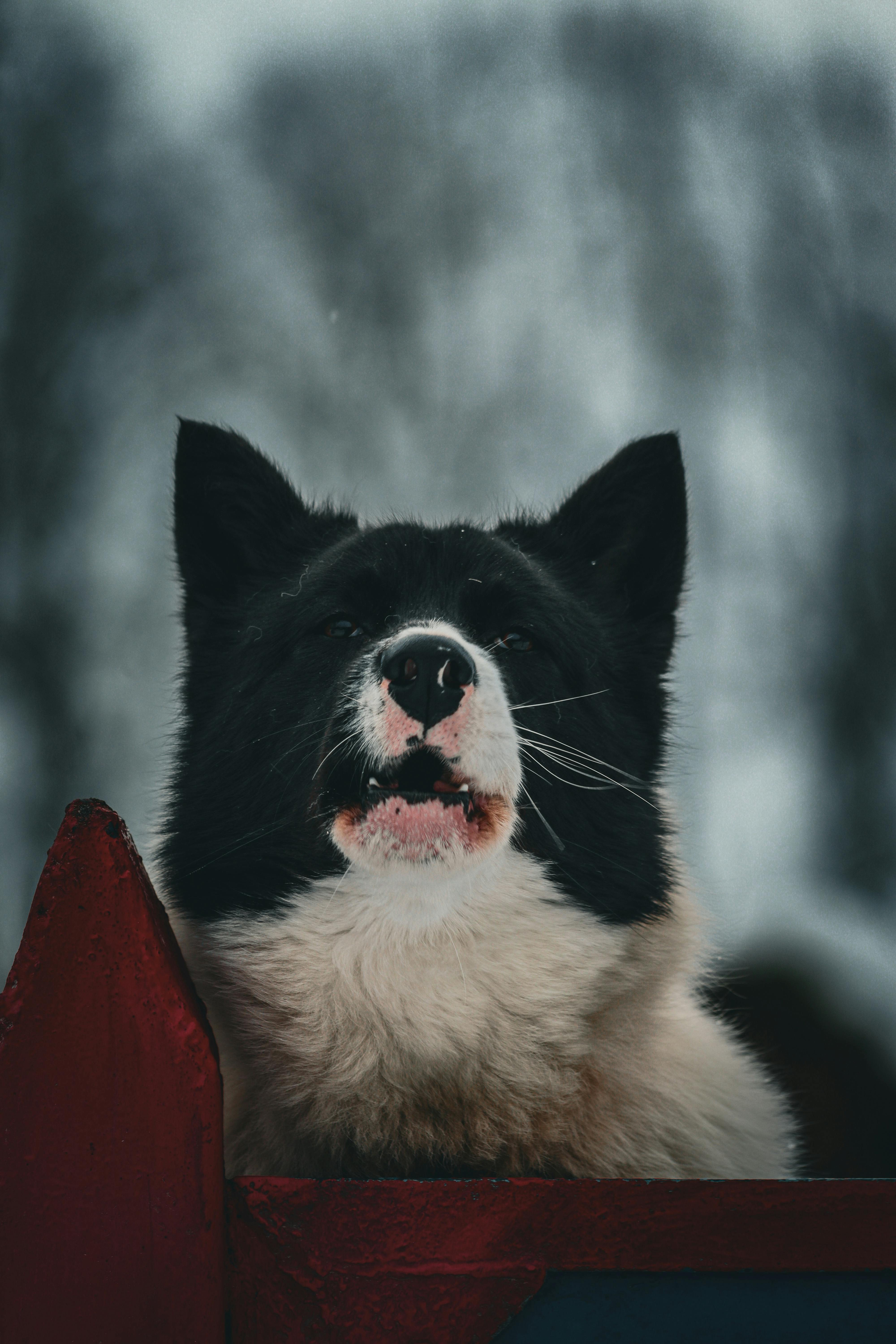 The Myth of the Cold Nose: What Your Dog’s Wet Nose Says About Their Health