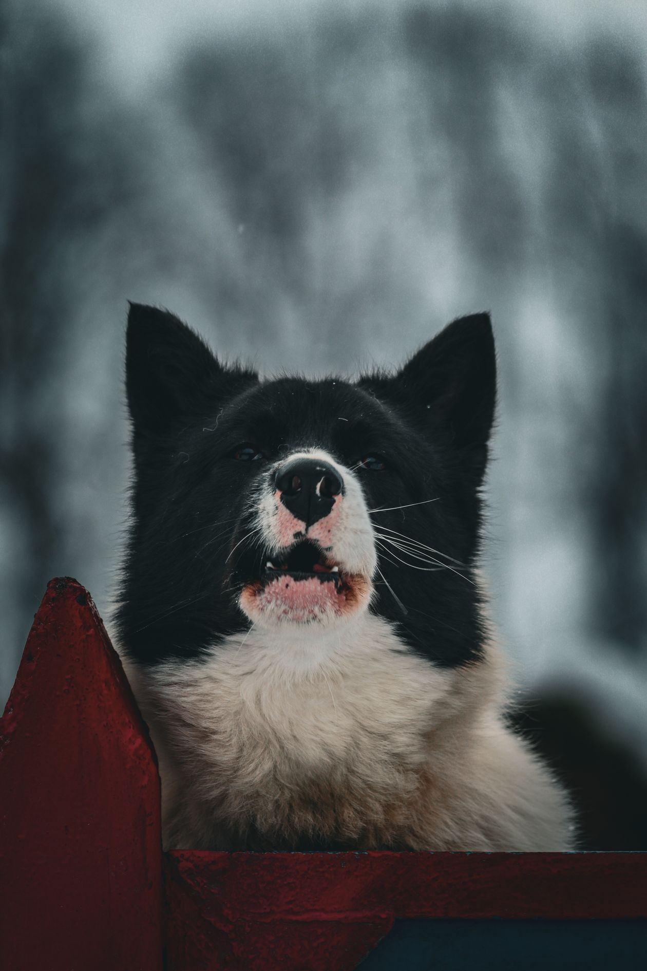 How to Stop a Dog Barking: Find the Trigger and Train Quiet