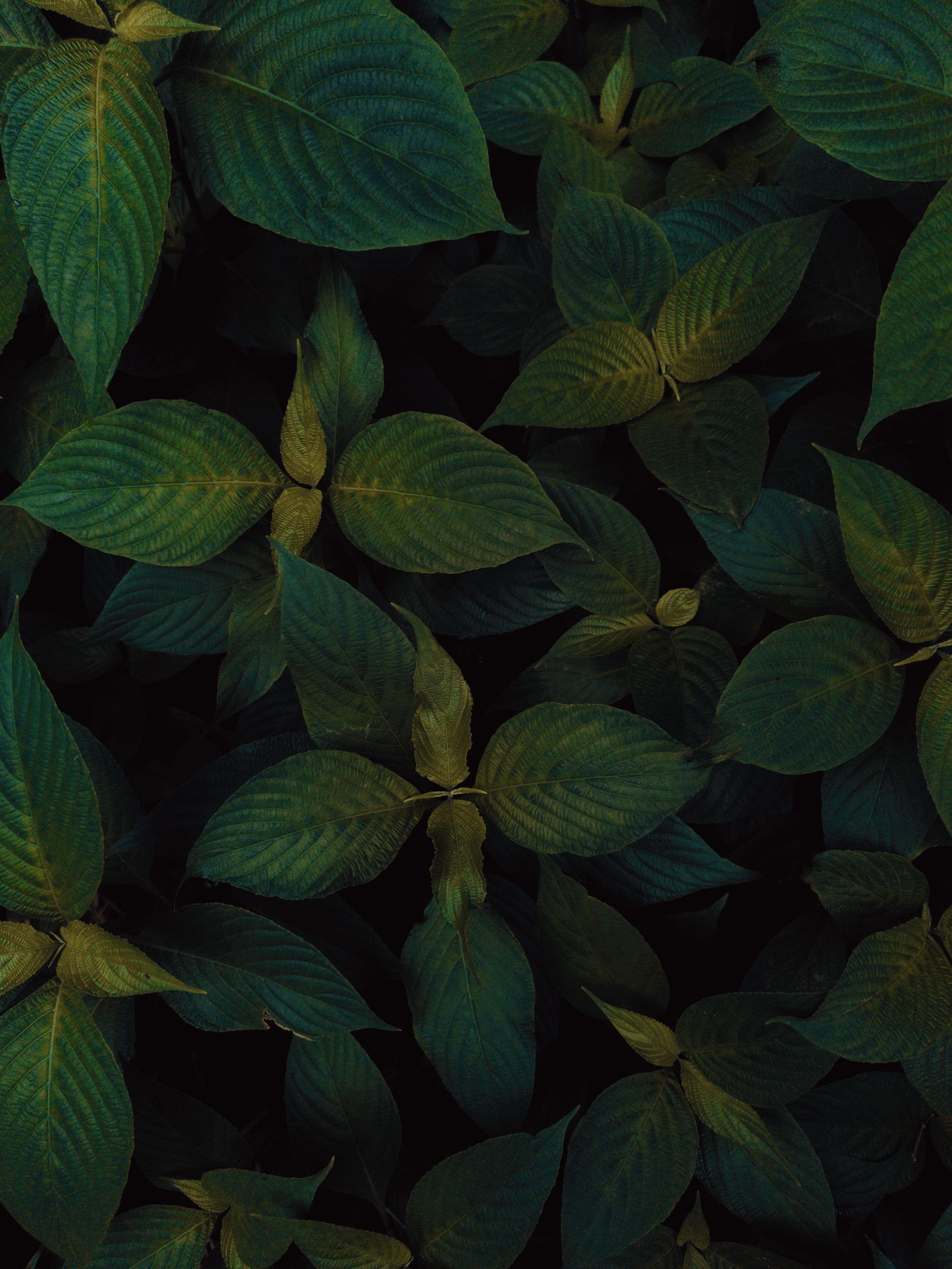 A close-up view of lush green leaves displaying natural growth and beauty.