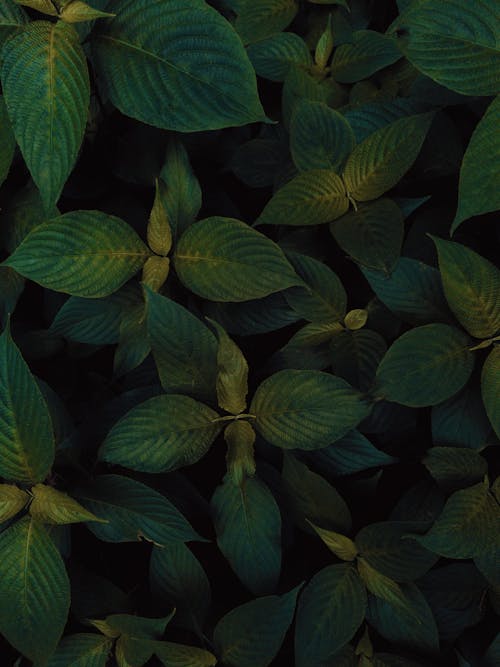 Close-up of Dark Green Leaves 