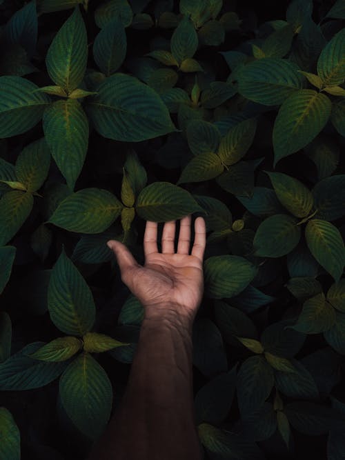 Man Hand Touching Leaves