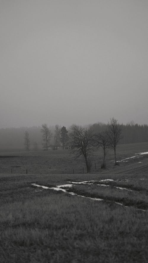 A black and white photo of a field with trees