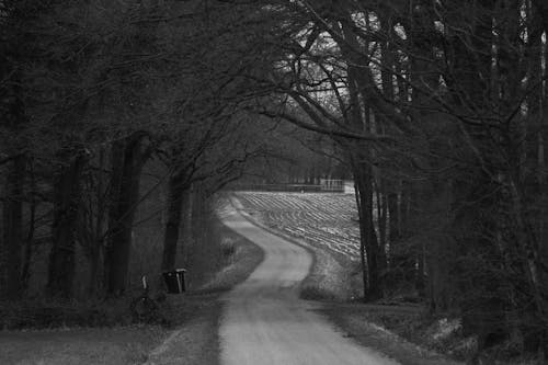 Darmowe zdjęcie z galerii z czarno-biały, droga, drzewa