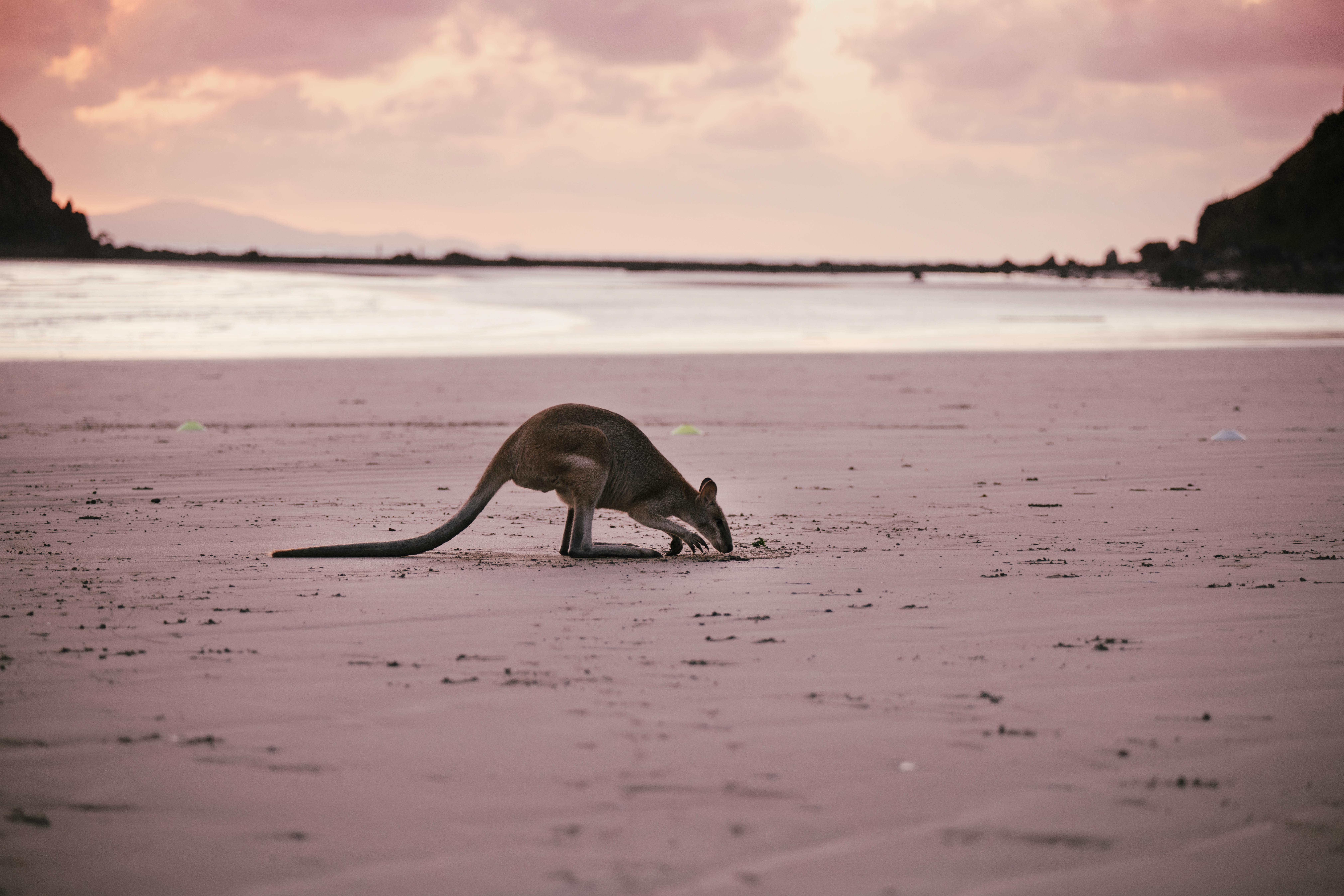 Mine Island Review — SmartSoft’s Treasure Hunt for Indian Players