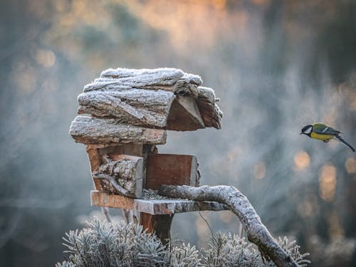 Close-up of a Bird Flying near a Frosty Birdhouse in a Park