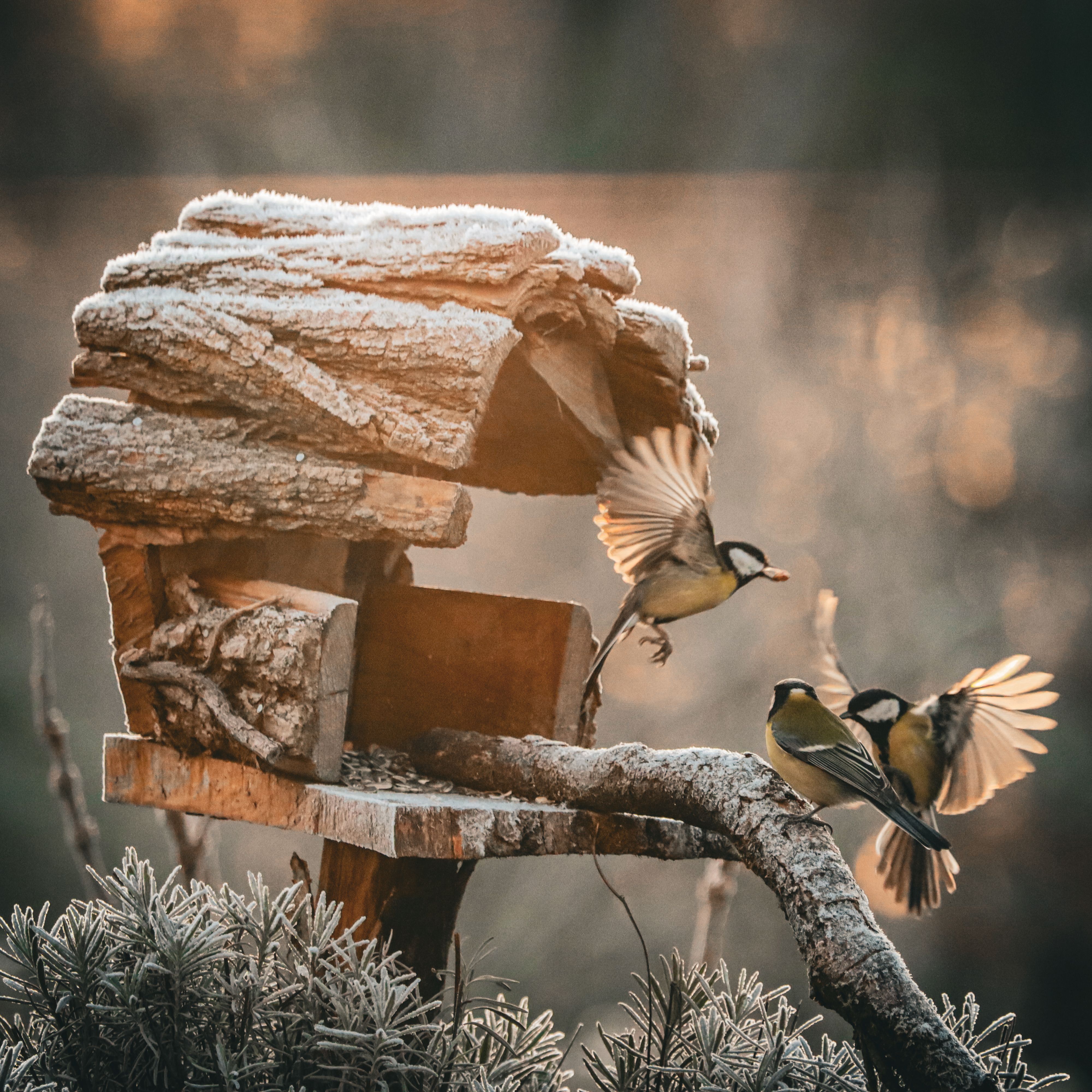 Early Bird Discount