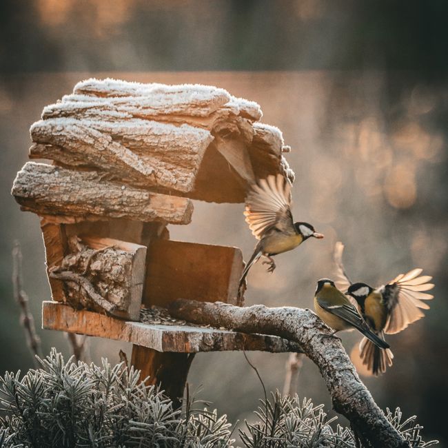 Early Bird Discount