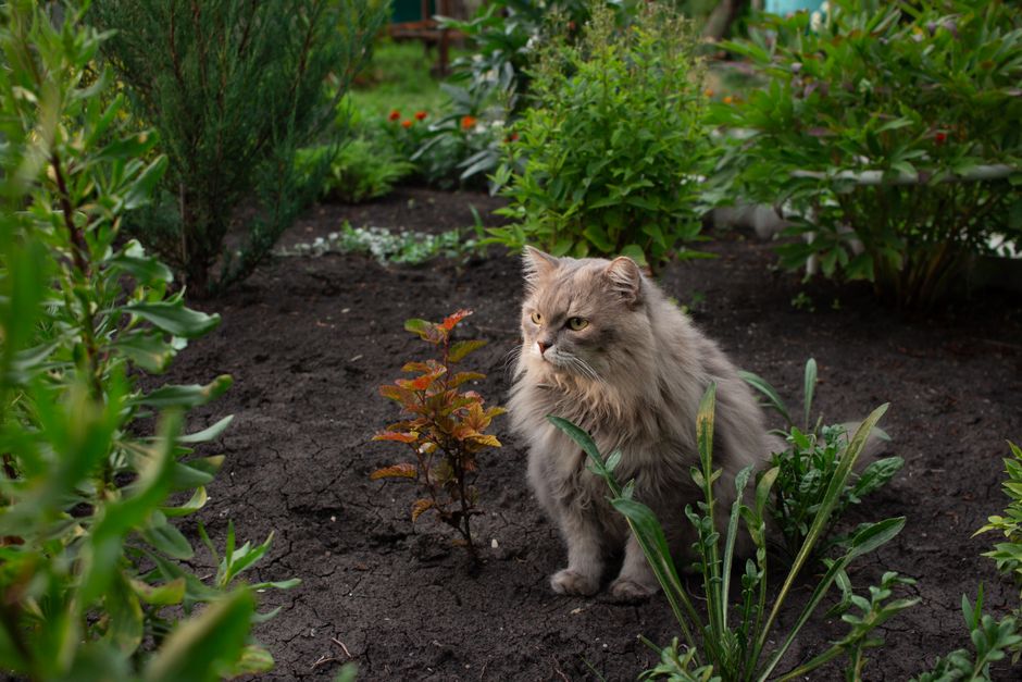 A long-haired gray cat sits majestically surrounded by lush greenery in a vibrant garden.