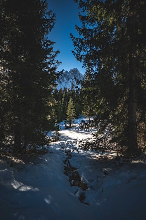 A snowy mountain trail with trees and snow