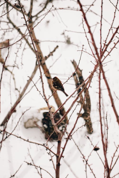 A bird sitting on a branch in the snow
