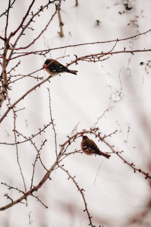 Two birds perched on branches in the snow