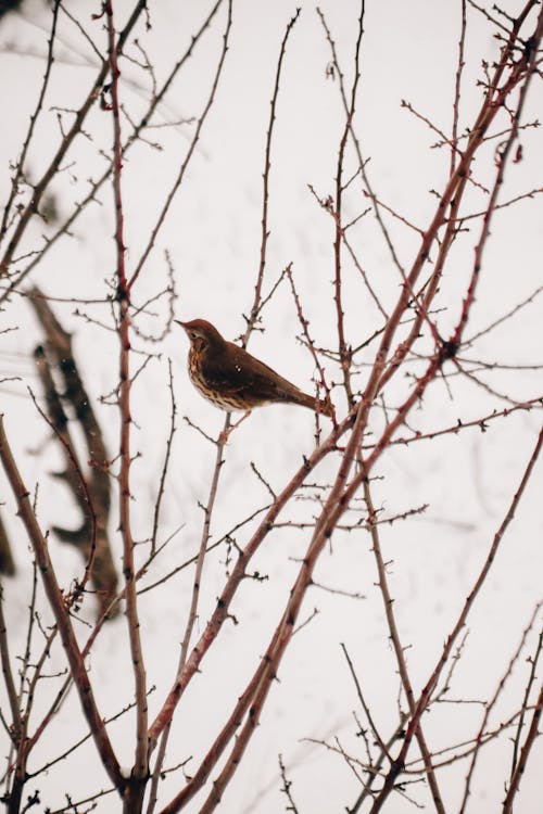 Kostnadsfri bild av djurfotografi, fågel, grenar