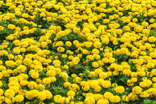 คลังภาพถ่ายฟรี ของ tagetes, กำลังบาน, ชนบท