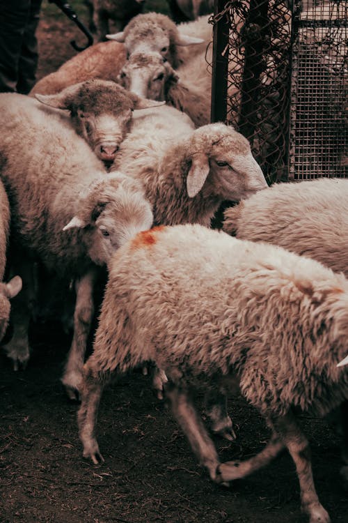 Flock of Sheep on Farm