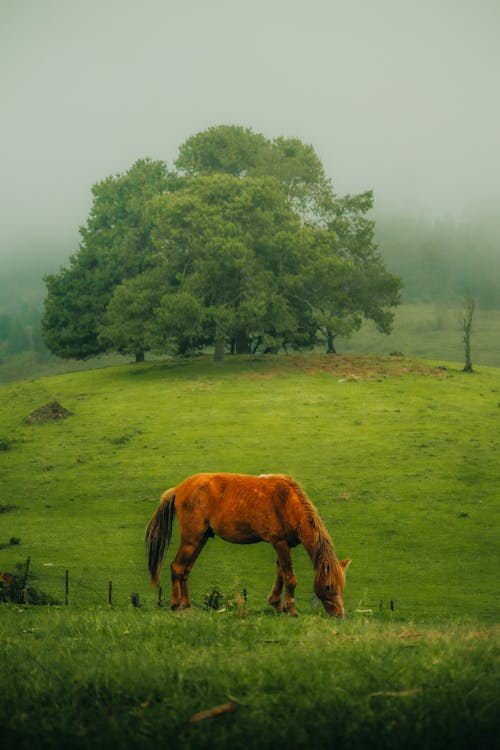 Horses on Pasture on Grassland