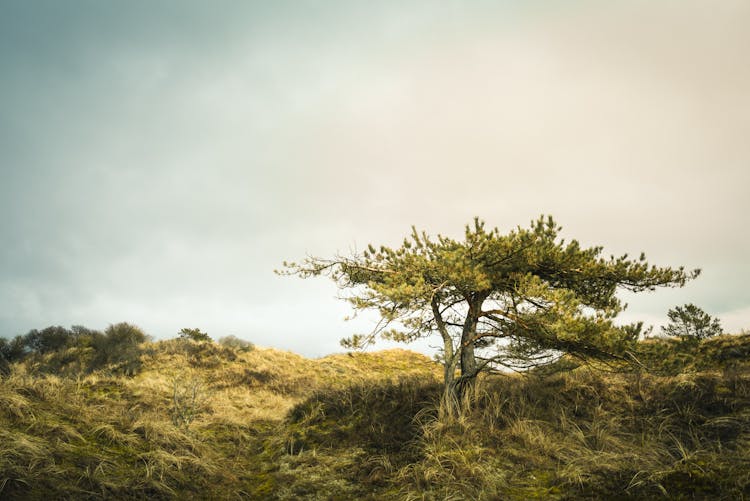 Green Tree On Hill On Grassland