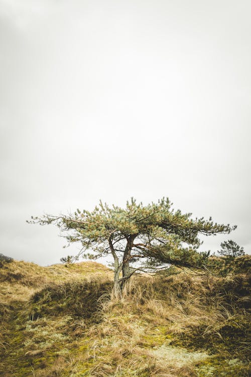 Foto profissional grátis de árvore, céu, colina