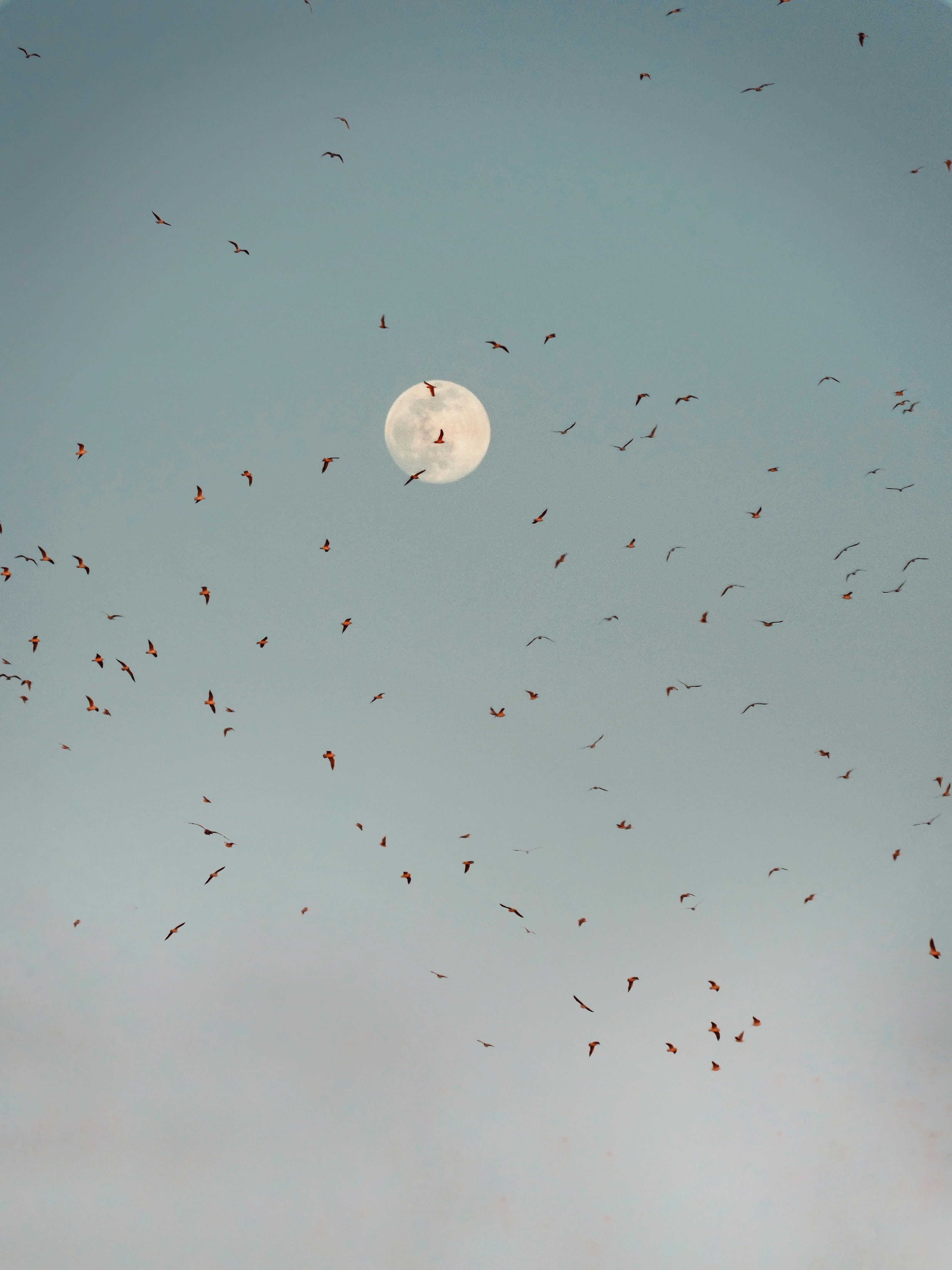 A serene scene of birds soaring across the sky beneath a full moon, capturing the beauty of the natural world.