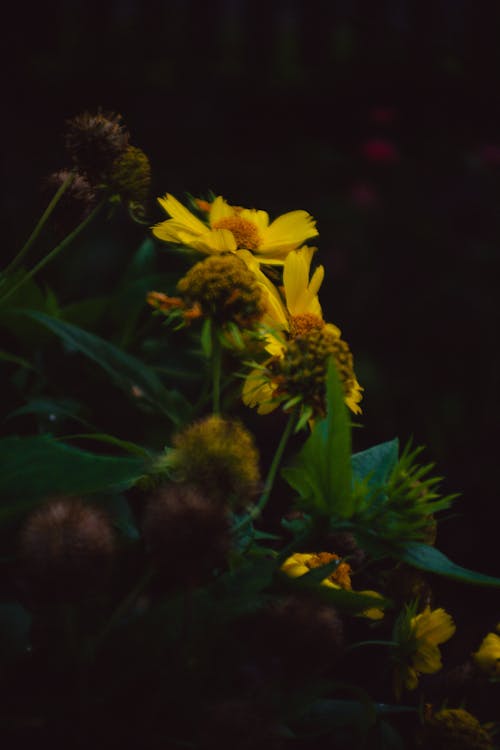 flowermagic içeren Ücretsiz stok fotoğraf