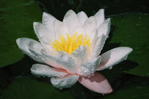 スイレン, ハスの花, 水滴と水の無料の写真素材