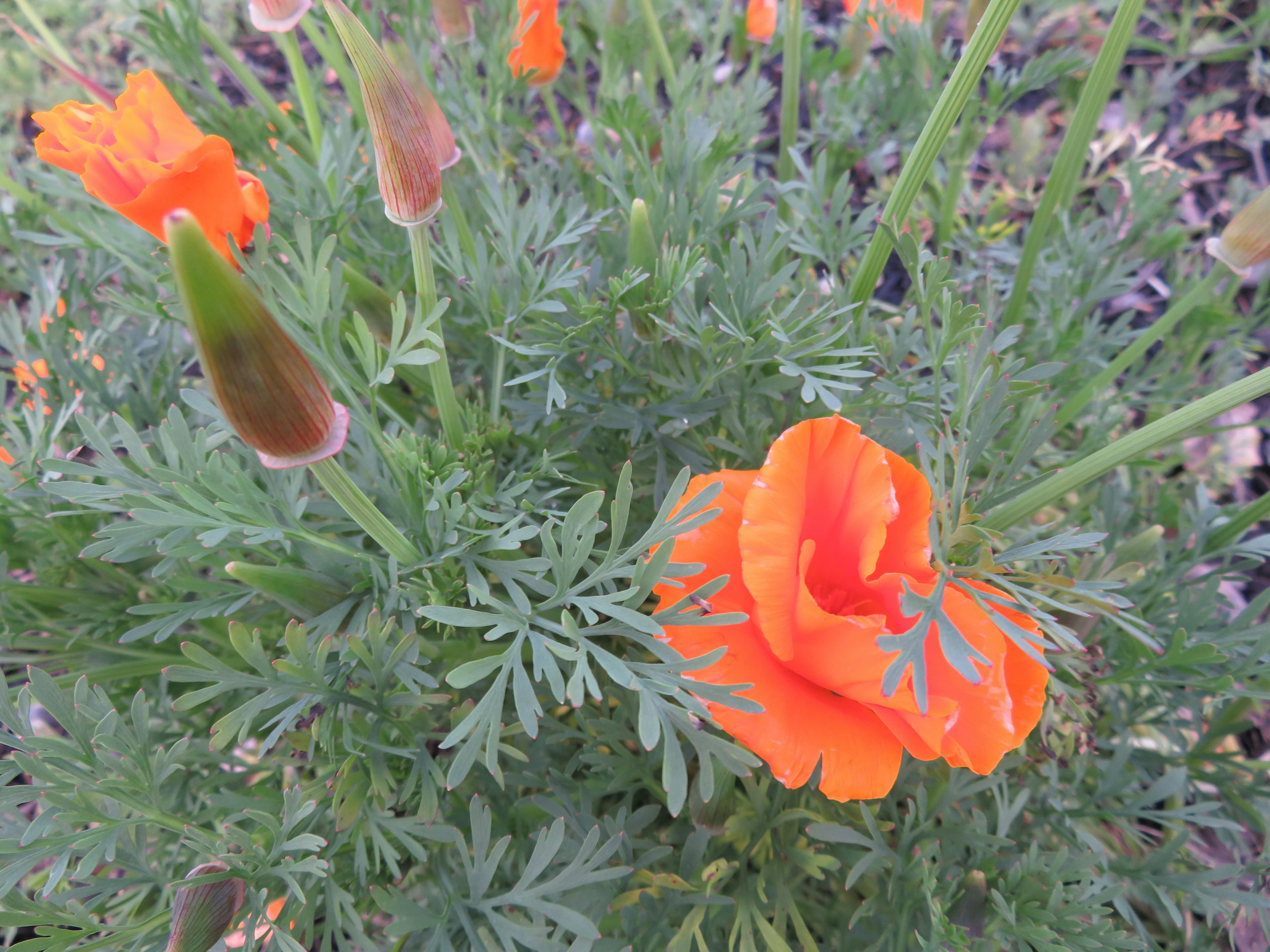 Free stock photo of California Poppy, native plants, wild poppies