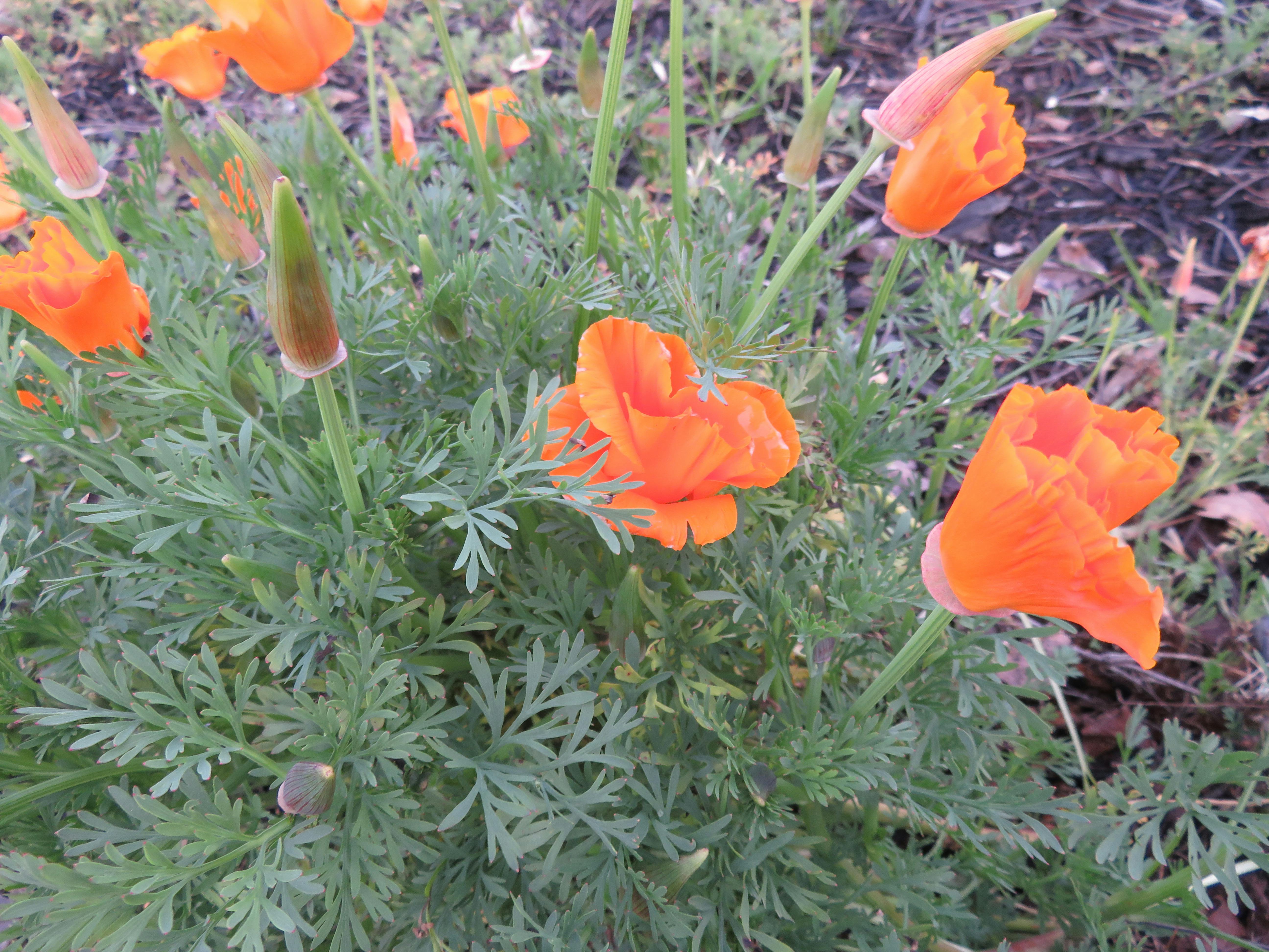 Free stock photo of beautiful flowers, beauty in nature, California Poppies