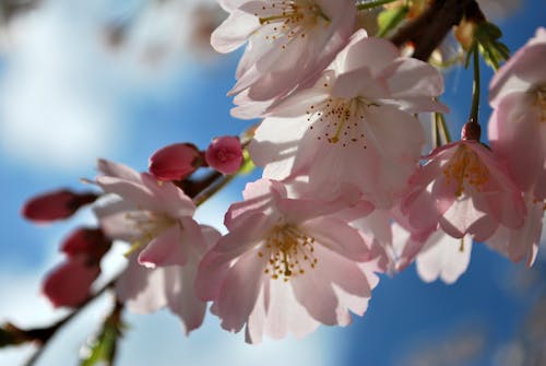 ピンクの花, フラワーズ, 桜の無料の写真素材