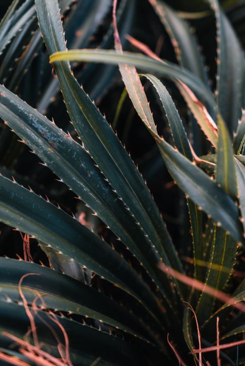 Free Detailed view of green aloe leaves showcasing texture and natural beauty. Stock Photo