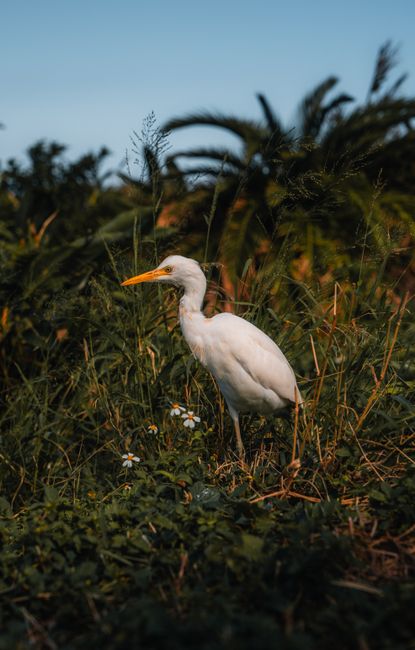 A serene white heron stands amidst lush greenery in Taipei, Taiwan, capturing wildlife beauty.