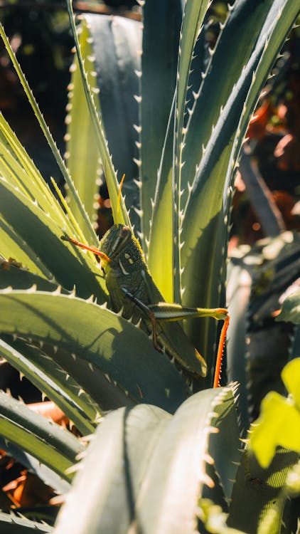 Grasshopper on a Plant