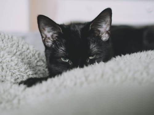 Základová fotografie zdarma na téma černá kočka, deka, detail