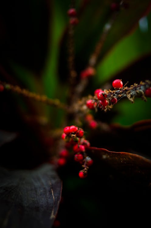 Foto profissional grátis de beleza da natureza, beleza na natureza, flor bonita