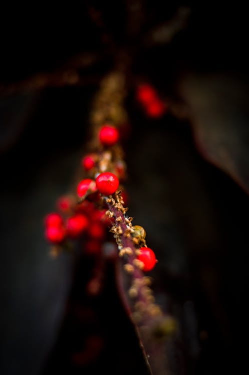 Foto profissional grátis de beleza da natureza, beleza na natureza, flor bonita