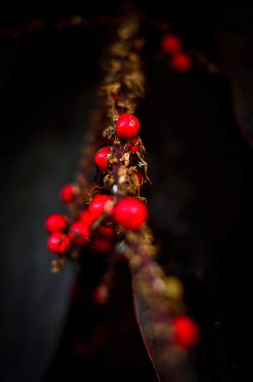 Foto profissional grátis de beleza da natureza, beleza na natureza, flor bonita